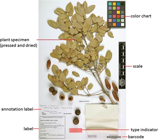 Herbarium sheet.