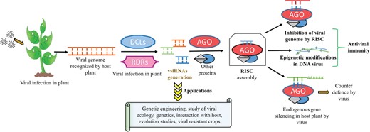 Biogenesis, mode of action of plant vsiRNAs, their applications and scope in biotechnology.