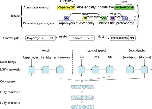 Architecture of one neural network in the ST-ANN ensemble. The figure illustrates the architecture of one neural network in the ST-ANN ensemble with an example sentence from the CHEMPROT training set and its dependency parse graph as the inputs. The shortest dependency path which connects the two entities (“Rapamycin” and “proteasome”) in the parse graph is first discovered. The path is traversed from the CHEMICAL entity to the GENE entity, producing the sequence of words, the sequence of POS tags, and the sequence of dependency types (edges) along the path. The words, POS tags and dependency types are then mapped into their corresponding vector representations using embedding lookup layers and then input to three separate LSTM chains. The outputs of the last LSTM units of the three chains are concatenated together and the resulting higher dimensional vector (i.e. the SDP vector representation) is input to a hidden dense layer. The hidden layer finally connects to the decision (classification) layer, which has a softmax activation.