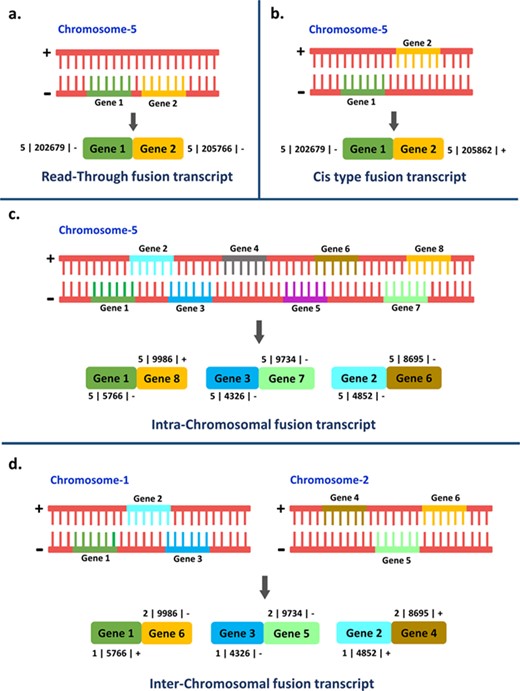 Representation of the four different types of fusion transcripts.