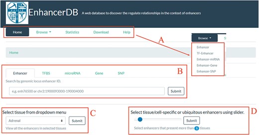 Home page of EnhancerDB. (A) Five main pages of EnhancerDB and the five entries under Browse subpage. (B) Search tabs of EnhancerDB. (C) Dropdown menu to explore enhancers in a tissue or cell line. (D) Slider to explore the tissue-specific or ubiquitous enhancers.