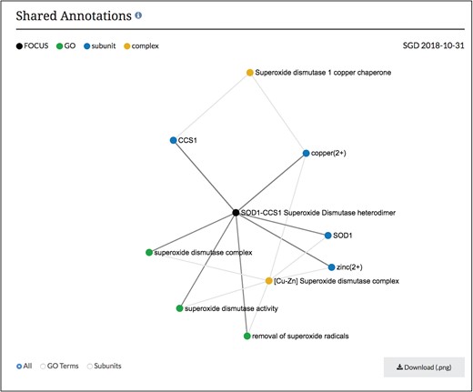 Network diagram of SOD1-CCS1 superoxide dismutase heterodimer page. GO annotations and complex subunits that are shared between the focus complex and other complexes are shown as a network. Users can select to see shared GO terms or shared subunits individually or both. Images can be downloaded as .png files.