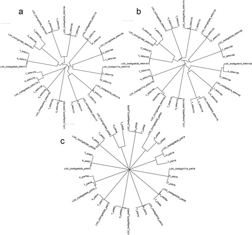 Phylogenetic analysis of 12 DE WRKY genes in blast experiments using (A) complete genes, (B) proteins and (C) 1 kb promoter regions in three genotypes Tetep, HP2216 and Nipponbare using ClustalX2.1 tool.