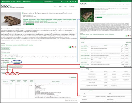 The dataset page (left panel) includes title, authors, abstract, citation (including DOI), a thumbnail image, and additional links. A key feature is the provision of links to the dataset page of related GigaDB datasets (blue arrow). In addition, a new tab interface allows users to toggle between Samples, Files, Funding, and History (red arrows). The Sample tab is shown by default.