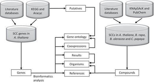 SuCComBase data types structure organization. These data types are tables that can be found in ‘Browse’ and ‘Datasets’ menu.