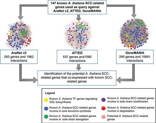 The integration of three co-expression gene networks reveals potential SCC-related genes. Different colors refer to the function of known SCC-related genes in GSL biosynthesis: yellow (transcription factor), blue (core structure synthesis), green (side-chain elongation), purple (side-chain modification) and red (GSL degradation). Known SCC-related genes were used as query to identify the co-expressed genes to be classified as potential SCC-related genes.