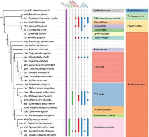 Ortholog database coverage for fungal and yeast genomes in AYbRAH, YGOB, CGOB, PANTHER, HOGENOM, KO, OMA and eggNOG. Ortholog assignments based on the manual curation of sequence similarity and synteny are shown in green columns, tree-based methods in red columns, graph-based methods in blue columns and a hybrid graph and tree-based method in the purple column. Many ortholog databases are well represented in Saccharomycetaceae and the CTG clade, which had their genomes sequenced during the 2000s (26). AYbRAH has ortholog assignments for species in Pichiaceae, Phaffomycetaceae and several incertae sedis families, which are not well represented in other ortholog databases, as these yeasts were recently sequenced (28). The well established phylogenomic databases span other yeast species not shown in this phylogeny, but they mostly belong to Saccharomycetaceae or the CTG clade.