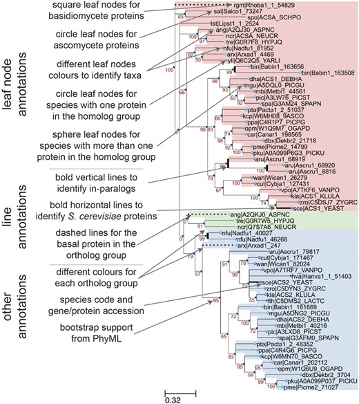 Annotation features of a sample phylogenetic tree in AYbRAH. Square and circle leaves indicate protein sequences in Basidiomycota or Ascomycota, respectively. Leaf nodes are colored based on taxonomic groups. Circle leaves are used for proteins with no paralogs in the same species, whereas sphere leaves are used to designate proteins with paralogs in the same species. Vertical bold lines indicate species-lineage expansions, which are sometimes called in-paralogs or co-orthologs (61). Horizontal bold lines designate S. cerevisiae proteins, which is the most widely studied eukaryote. Dashed lines indicate the most anciently diverged protein sequence in the ortholog group. Ortholog groups can be identified by color groups to help the visual inspection of ortholog assignments. The leaf names include a three-letter species code and a sequence accession. Internal nodes are labeled with the bootstrap values from phylogenetic reconstruction with PhyML.