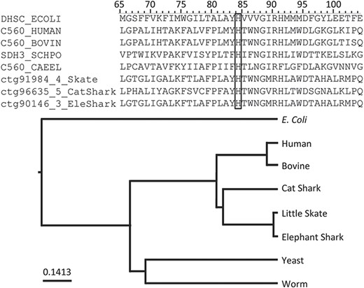 An application of functional site prediction with PIRSitePredict using PIRSR000178-1 as an example. The template sequence for the site rule PIRSR000178-1 (see Figure 2) is P69054 (UniProtKB Accession), which is E. coli SDH cytochrome b556 subunit. The multiple sequence alignment and phylogenetic tree for eight protein sequences matching the conditions of PIRSR000178-1 were generated with Seqotron (29). The sequences are for corresponding proteins from E. coli, human, bovine, yeast, worm, little skate, small-spotted catshark and elephant shark, respectively. The conserved metal-binding site histidine is marked with a box, and the numbers on the top correspond to the template sequence P69054 (E. coli).