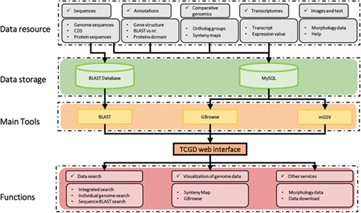 Schematic structure of the TCGD. A flow diagram shows the database architecture. Genome sequences, CDS and protein sequences were formatted as a BLAST database. Sequences, annotation information, comparative genomics data and transcriptomic data were stored in the MySQL database. GBrowse and mGSV were used for visualization of genome data and synteny map. Search and visualization allowed user to easily access the data resources in TCGD.