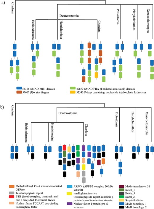 A case study of Smad protein MH1 superfamily. (a) The phylogenetic distribution of the SCOP-DA is represented, across different taxa in Cnidaria and Bilateria. As shown, the single-domain form and the combination with SMAD/FHA are prevalent in all orders while the other domain combinations occur only in certain taxa. (b) The phylogenetic representation of Pfam DA indicates that there is a correspondence between DA predictions by both methods in spite of using differently derived HMM libraries.
