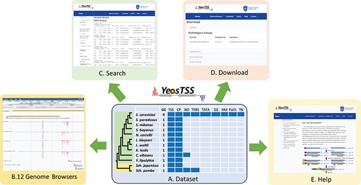 The overall design of YeasTSS. (A) Dataset: The dataset used in YeasTSS is illustrated in this central table. Currently, YeasTSS includes 12 yeast species. The evolutionary relationships of these species are demonstrated by the phylogenetic tree on the left side of data table. The clade of 10 budding yeast species is shaded in green, and the clade of 2 fission yeast species is shaded in yellow. The CP and TSS data of each species were generated by this study. NO data are integrated for S. cerevisiae, Sch. pombe and C. albicans. TFBSs are available in S. cerevisiae and Sch. pombe. For S. cerevisiae, several other functional genomic data are also integrated: TATA-box, DS, HMs, Polymerase II binding (PolII) and TBs obtained from 18 different growth conditions. (B) Genome browser: These data are visualized and integrated by dedicated JBrowse genome browser of each species. (C) Search: The `Search’ utility provides search tools in to retrieve TSS and CP information from gene-by-gene analysis or global approaches. (D) Download: The `Download’ utility allows users to download all raw data used in this database through web interface. (E) Help: The `Help’ page provides documentations about of CAGE technique, TSS identification, inferences of CPs and instructions of using genome browsers.