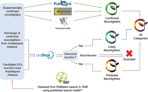 Selection of moonlighting plant proteins for inclusion in PlantMP database. Proteins with experimentally validated moonlighting functions retrieved from PubMed and other databases such as MoonProt (http://moonlightingproteins.org) (10) and MultiTaskProtDB (http://wallace.uab.es/multitaskII) (11) were included in the list of `confirmed moonlighters’ (indicated as green arrows). Homologs of confirmed moonlighters from A. thaliana were included in the list of `likely moonlighters’ (indicated as blue arrows), while reported candidate GC and AC (which are typically moonlighting in multi-domain plant proteins) from A. thaliana (13) were included in the list of `predicted moonlighters’ (indicated as orange arrows). Both `likely’ and `predicted’ moonlighters were only included if they have known primary functions and harbor domains or motifs that could hint moonlighting functions based on UniProt annotations (17). The candidate GCs and ACs were retrieved from a PatMatch search on TAIR (https://www.arabidopsis.org/cgi-bin/patmatch/nph-patmatch.pl) (28) using search motifs **reported by (13, 20).