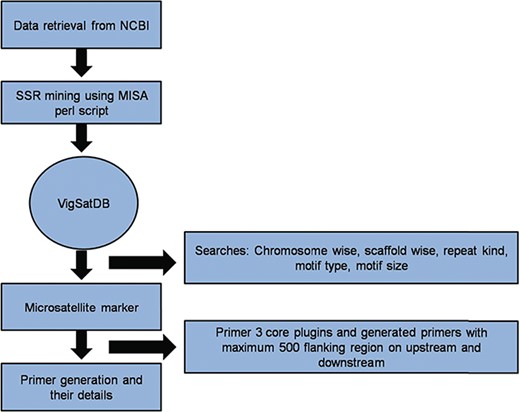 A schematic diagram of SSR marker discovery and primer generation.