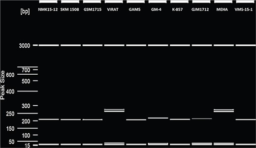 Microsatellite polymorphism detection in 10 genotypes of V. radiata in QIAxcel system.