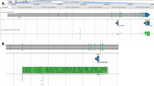 Expression of individual transcripts in the CoGe browser. (A) Individual experiments are displayed as separate tracks, with genes in the forward orientation represented as positive value and genes in the reverse orientation represented as negative value. (B) Holding the cursor over exons displays individual transcripts and their expression values. The first value is exon expression, and the second value is expression of the full-length transcript (all expression values are calculated as FPKM). This view may be regenerated at https://goo.gl/x5vzaa.