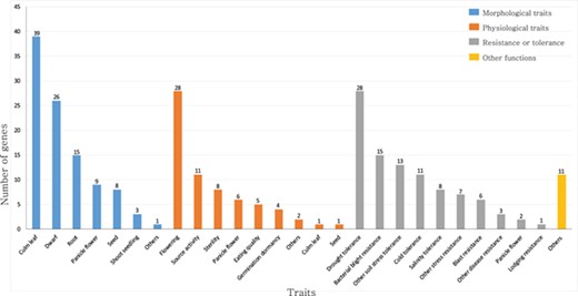 Summary of rice TFs and transcription regulators that have been previously characterized in genetic studies. The genes are classified as those that function in morphological traits, physiological traits, resistance or tolerance and other functions. This list is based on the information available from the OGRO database.