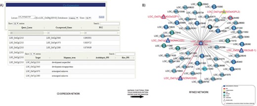 Co-expression analysis of the TFs and transcription regulators revealed candidates that function in seed development. (A) Co-expression network for a seed-preferred gene, LOC_Os02g12310, is constructed. (B) Integration of MapMan terms, tissue-preferred expression pattern and previous literature information on to the network revealed several candidates with proven roles in seed development and other potential candidates for further functional studies related to seed development.