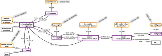 Example for a knowledge graph. The knowledge graph describes parts of the anatomy of a particular multicellular organism that is of a flattened shape, has a weight of 84.3 mg and has a head as its part. The description is not comprehensive and follows the open world assumption. Parts of the graph specify relations between instances (purple-bordered boxes) or specify values or labels referring to instances (gray-bordered boxes) and thus represent instance-based subgraphs, whereas other parts link to class expressions (yellow-bordered boxes), which in turn link to class-based subgraphs provided by the respective ontologies (IAO, information artifact ontology (44); OBI, ontology for biomedical investigations (45); PATO, phenotype quality ontology (46); SC-MDB-MD, semantic Morph·D·Base source code ontology for the morphological descriptions module; UBERON, Uber-anatomy ontology (47); UO, units of measurement ontology (48)). For reasons of clarity, resources are not represented with their URIs but with labels.