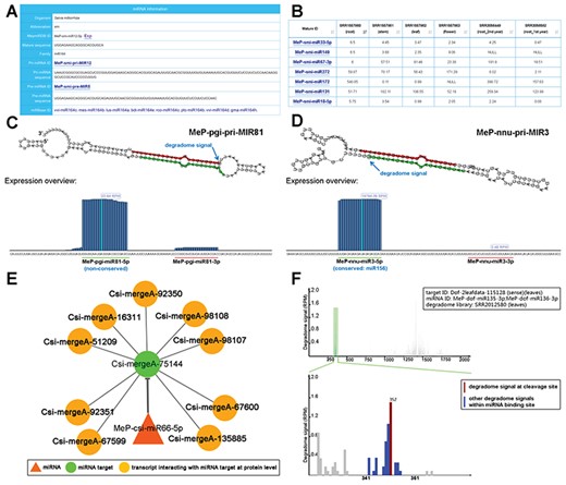 Sample results of different functional modules. (A) Through the ‘Sequence’ module, the sequence information of the mature miRNA (miRNAs; MeP-smi-miR12-5p for example here) of S. miltiorrhiza (smi), along with its precursors (MeP-smi-pri-MIR12 and MeP-smi-pre-MIR5), could be obtained. Based on sequence conservation, the miRNA has been assigned to the miR164 family. The ‘miRBase ID’ provides external links of miRNA homologs. (B) Through the ‘Expression’ module, miRNA expression levels in different organs (root, stem, leaf and flower) of S. miltiorrhiza could be browsed as a table, which is downloadable. The ‘Mature ID’ provides links for visiting the ‘Sequence’ module. (C) Processing and small RNA (sRNA) expression signals on MeP-pgi-pri-MIR81. Two regions encoding mature miRNAs (MeP-pgi-miR81-5p and MeP-pgi-miR81-3p) on the predicted secondary structure were marked by green and red lines respectively. The processing signal detected by degradome-seq data analysis was denoted by a blue arrow. The expression level of the sRNAs on the pri-miRNA was measured by RPM (reads per million). (D) Processing and sRNA expression signals on MeP-nnu-pri-MIR3. Two regions encoding mature miRNAs (MeP-nnu-miR3-5p and MeP-nnu-miR3-3p) on the predicted secondary structure were marked by green and red lines respectively. The processing signal detected by degradome-seq data analysis was denoted by a blue arrow. The expression level of the sRNAs on the pri-miRNA was measured by RPM. (E) Example of regulatory network constituted by a miRNA (MeP-csi-miR66-5p), its targets and the interacting transcripts. (F) T-plot (target plot) showing the cleavage signals of the miRNA–target regulatory pair. The upper panel provides a global view of the degradome signals (the leaf degradome library) on the full-length target transcript (Dof-2leafdata-115 128). The light green shadow indicates the binding site of the regulatory miRNAs (MeP-dof-miR135-3p and MeP-dof-miR136-3p). The lower panel provides the local view of the degradome signals (indicated by blue bars) within the miRNA binding region. The cleavage signal was highlighted by red color. The positions of the miRNA binding region and the cleavage signal were also shown on the lower panel. The degradome signal intensity was measured by RPM (reads per million).