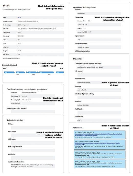 Web page for detailed information arranged in seven blocks of a representative gene (dnaA) of B. velezensis FZB42.
