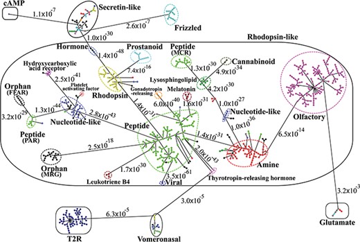Minimum spanning tree diagram of the GPCR network in the dataset GPCR2841 (outliers not shown). Each circle represents an MSC cluster, which is colored according to the functions of its constituents. The lengths of the edges are not proportional to their distances, but the distances between subfamilies and classes are labeled to visualize their sequence similarities.