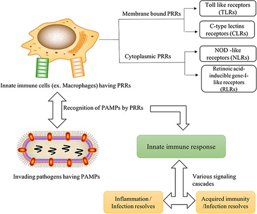 Graphical representation of immune mechanism through PRRs and PAMPs association after the microbial invasion.