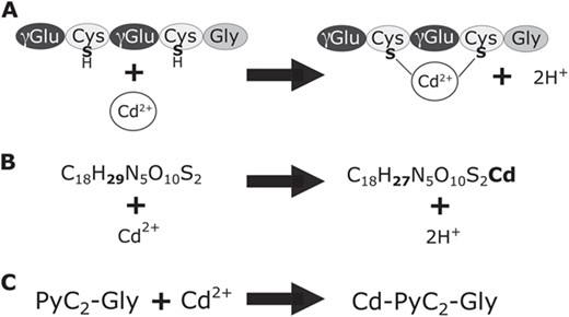 Formation of PyC-metal complexes. A. PyCs form complexes with metal ligands. Metal ligands in 2+ oxidation state will bind with the sulfurs of thiol groups on two cysteine residues. B. An example of the elemental formulas in PyCDB for the base PyC, phytochelatin2-glycine (PyC2-Gly), in metal-bound and unbound forms. C. An example of the abbreviated name for the base PyC form, number of repeating peptide units, and metal (if bound).