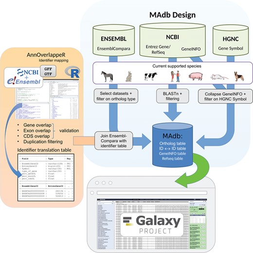 Schema of the MAdb pipeline. The pipeline is split into three parts. In the part highlighted in blue, the data collection from three different databases (Ensembl, NCBI and HGNC) is shown. Selected, filtered data sets of these three databases are the basis of the MAdb. Each data source is filtered on the currently supported species. Additionally, Ensembl Compara is filtered on selected database subtables and ortholog types within the data tables. The NCBI provides Entrez Gene and RefSeq information to do pairwise BLAST comparisons and the GeneINFO file used for gene symbol matching. The results are then filtered for the official gene symbols from HGNC. In orange, the identifier overlapping approach (AnnOverlappeR) is presented. First, GFF and GTF annotation files are collected from NCBI and Ensembl. The overlapping approach is based on gene, exon and CDS overlaps and a final duplication filter. A lookup table is generated that is used to connect Ensembl data sets with NCBI data sets. The MAdb is accessible as a Galaxy app and an online tool at https://madb.ethz.ch/ (highlighted in gray).