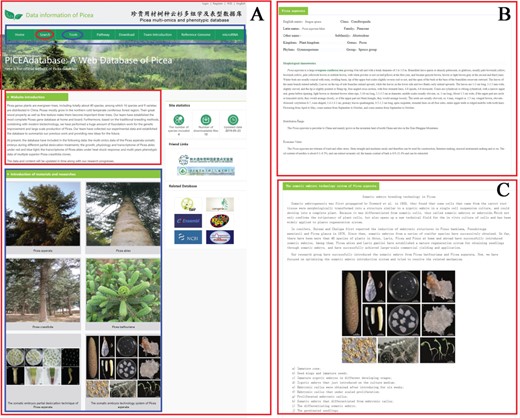 The organization and functional sections of PICEAdatabase. (A) The homepage of PICEAdatabase and the red box and blue box represent the website introduction and the picture links of introduction of materials and researches, respectively. The black box indicates the functional modules, including ‘search’ (red ovals) and ‘tools’ (blue ovals) that linked to advanced pages. (B) The introduction page of P. asperata. (C) The introduction page of somatic embryos technology system of P. asperata.