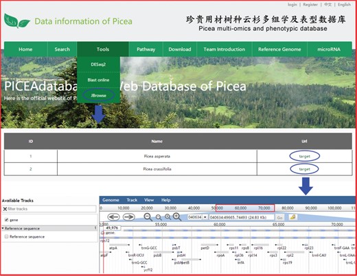 An example of how to use JBrowse in PICEAdatabase.