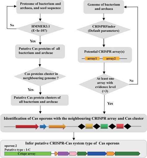 The construction of CasPDB.
