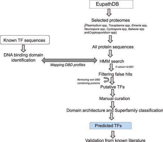 Methodology used for the prediction of TFs.