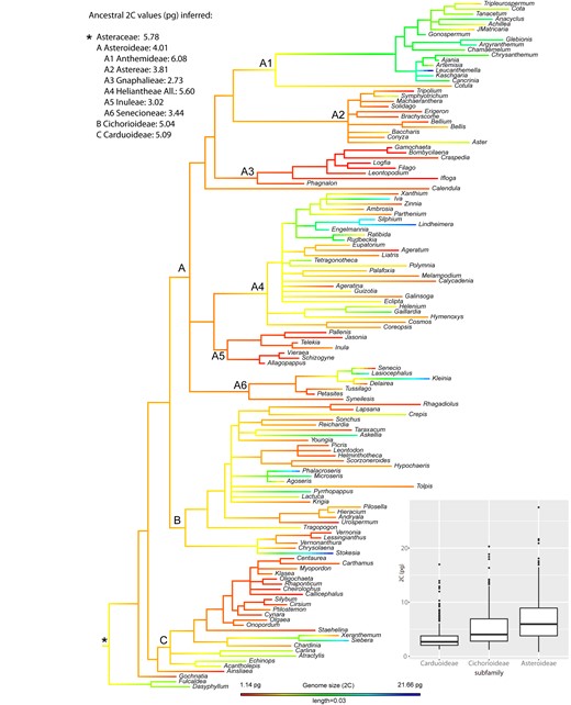 Ancestral genome size (2C) reconstruction in Asteraceae, indicating the ancestral value for the whole family (*) as well as for the best represented subfamilies (i.e. Carduoideae, Cichorioideae and Asteroideae) and tribes within the Asteroideae. Box plot shows the distribution of 2C values across the largest subfamilies, with horizontal lines representing median values and whiskers standard deviation.