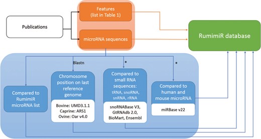 Procedure followed to include microRNAs and their associated features in the RumimiR database. From each publication (black rectangle), the microRNA sequences and their features (orange rectangles) were extracted and included in the RumimiR database. Several analyses were performed to expand the description of the microRNAs collected (blue rectangles): determination of chromosomal position in the latest reference genome of each species (using the NCBI Blastn tool), search for redundancy with microRNAs already present in the RumimiR database, search for identity with other small microRNAs to compare the sequences, search for identity with human or mouse microRNAs present in miRBase. *, using a home-made Python script (Supplementary Figure 2).