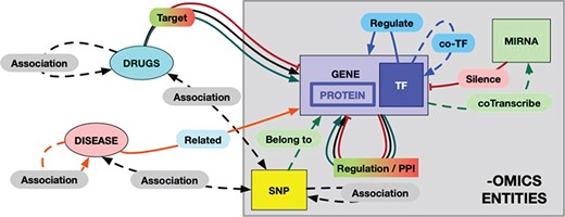 The RING model schema. Each entity and each possible interaction is shape- and color-coded in the graphical result provided by the RING web interface. The color codes are defined as follows: red = inhibition, green = activation, black = undirected interaction, blue = TF coregulation, orange = disease–gene relation. Dotted lines represent weaker association, while solid lines represent more reliable (possibly causal) interactions. In particular, double-headed arrows represent undirected relations to account for interactions that rely on the concept of ‘association’ instead of ‘causality/targeting’ (like snp/gene–drug relations). To the best of our knowledge, this would be a safer approach to avoid interpretation error.