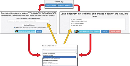 Data input option. The ring has two main search procedures: (i) by comma separated entity names, (ii) by loading a SIF network. Both the procedures may use precompiled set of interactors taken from KEGG pathways. Regardless of the selected input method, the names of the input interactors are validated against the interactors present in the RING database. Each interactor is colored and shaped according to its type (gene, TF, miRNA, SNP, drug, disease or unknown).