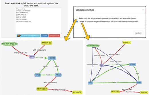 SIF and interactors validation. This panel offers a text area to insert a SIF network description, which is particularly useful to rapidly design or import custom networks in the web interface. The SIF description is in the form of <SOURCE_ENTITY> < ACTION_TYPE> < TARGET_ENTITY>. When the SIF network is loaded, all the valid entities, provided with accepted names, aliases or accessions, are automatically recognized, and their naming is normalized according to the RING naming conventions. Unrecognized entities are highlighted in yellow color. The loaded network loaded may be further validated in terms of interactions, thanks to the Validate Network procedure, which exploits the RING knowledge in order to also confirm if the interactions described in SIF belong to the current knowledge and possibly if some connections are missing.