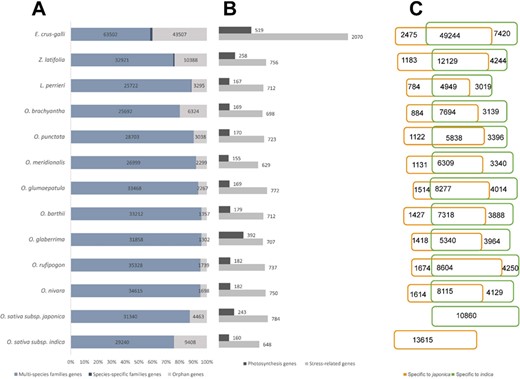 Statistics of the data included in RiceRelativeGD. (A) Stacked bar diagram to show the proportion of the three types of genes in each species. (B) Bar diagram to show the number of stress-related genes and photosynthesis genes in each species. (C) Venn diagram to show the number of genes specific to japonica or indica rice.