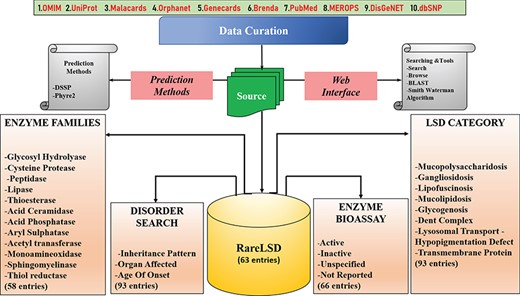 The organization of the RareLSD.