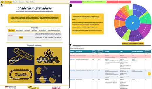 (A) Home Page, showing all query options and providing links to the sunburst navigation pages. (B) Sunburst representation of the Gene Ontology terms available for the M. abscessus proteome. The data were retrieved from UniProt and hierarchically classified using HieraGo. The graph is fully interactive and poses as an alternative querying system. Such classifications are available for the cellular component, molecular function and biological process ontology terms, as well as for Enzyme Commission numbers. (C) Searchable results table, showing information about the genes recovered by the initial query. Genes for which no models were produced are highlighted in red.