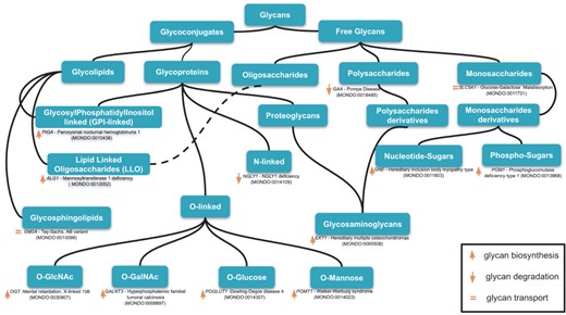 An example of classification of relevant glycans involved in human diseases based on the essential of glycobiology and CHEBI ontology. Glycans can be free or conjugated to macromolecules (protein, lipids). Free glycans can be monosaccharides (n = 1), oligosaccharides (2 < n < 10) or polysaccharides (n > 10), and their derivatives (e.g. acetylated, sulfated) 13 exemplary diseases names along with the mutated genes and MONDO ID (in parentheses) are indicated for 13 classes of glycans. Up, down orange arrows and orange equal signs indicate, respectively, the involvement of the gene products in glycan biosynthesis, degradation or transport. Based on our disease curation, there are 176 glycan-related diseases (CDG and diseases in which glycophenotypes are detectable, see online supplementary material for Table S1).