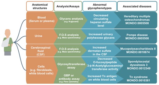 Examples of glycophenotypes that can be captured from various laboratory techniques From a patient’s anatomical structures (indicated in orange boxes, e.g. blood), glycans such as free oligosaccharides (F.O.S.) and glycan-related molecules can be analyzed by standard glycomics assays (indicated in green boxes, e.g. GBP or antibody assay). Patients’ glycophenotypes indicated in the blue boxes can be captured from publications: decreased circulating HS level (82), increased urinary polyhexose glycans (36), increased dermatan sulfate in the CSF (83), decreased O-Fucosylpeptide 3-beta-N-acetylglucosaminyltransferase activity (84) and increased Tn antigen in white blood cells (85). In our preliminary work, we have logically defined design patterns (86) that would generate hundreds of classes, but they are not yet fully integrated in the HPO.