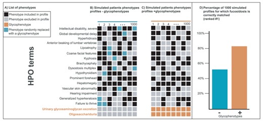 Improvement of disease diagnostic with molecular glycophenotypes for fucosidosis. Panel A lists 18 phenotypes frequently associated with fucosidosis. The columns in Panels B and C illustrate simulated patients phenotypes profiles composed of a random selection of 10 of these 16 phenotypes. The profiles in Panel C include glycophenotypes (bottom in orange), whereas those in Panel B do not. Panel D shows that when these two groups of 1000 simulated profiles are compared for their diagnostic utility, the profiles that contain glycophenotypes (C) significantly outperform those that do not (B) (Fisher exact P-value = 8.5e-47). Moreover, more specific glycophenotypes are more diagnostically useful than more general ones. This underscores the importance of harmonizing glycophenotypes across data resources as well as collecting them from patients.