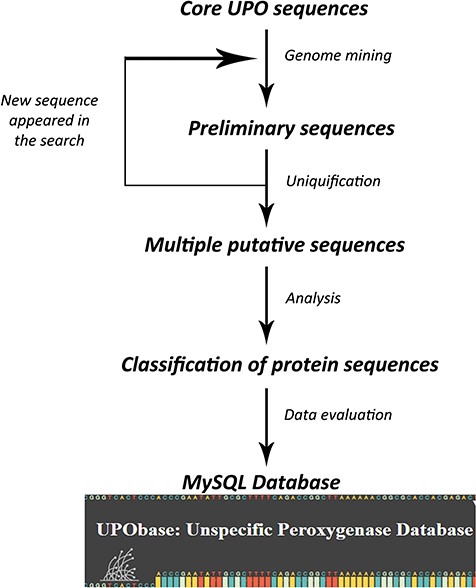 A scheme involved in the database development process.