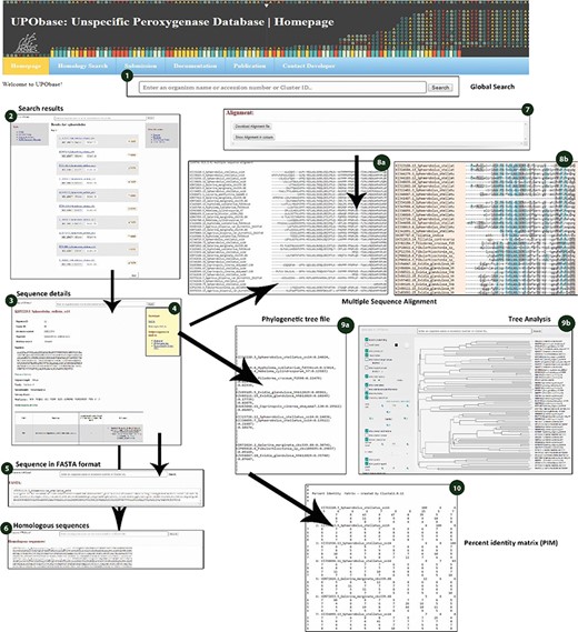 Sequence details displayed for each and every sequence searched within UPObase. (1) the global search box; (2) search results displayed as a list to each search term; (3) sequence details; (4) download and subjecting sequence to analyses options; (5) sequence displayed in FASTA format; (6) FASTA sequences of the homologs corresponding to the sequence; (7) download files for alignment, tree and PIM; (8), (9) and (10) real-time created MSA, phylogenetic tree and PIM, respectively.