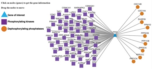 Kinase-substrate-phosphatase relationships (PSKRs) of TP53 in DEPOD. DEPOD imports the information about the protein kinases (purple squares) experimentally demonstrated to phosphorylate a gene (TP53 shown as blue triangle in this case) from PhosphoSitePlus, PhosphoELM and HPRD. The information about phosphatases (orange spheres) that dephosphorylate this gene is manually curated in DEPOD. PSKRs in DEPOD inform about bidirectional phosphoregulation of a gene of interest. At present, DEPOD distinguishes dephosphorylation of a substrate by different isoforms of a phosphatase only in cases where literature evidence specifically exists for that isoform. In the absence of any such evidence, all isoforms of that phosphatase are considered to dephosphorylate a given substrate (here for example PPP2CA and PPP2CB). The figure was created using Cytoscape (45).