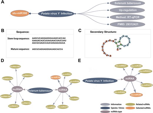 Detailed information and network visualization. (A) The basic information of stu-miR408. (B) The stem-loop sequence and mature sequence of stu-miR390. (C) The secondary structure of stu-miR390. (D) The S. tuberosum–ncRNAs network. (E) The Potato virus Y infection–ncRNAs network.
