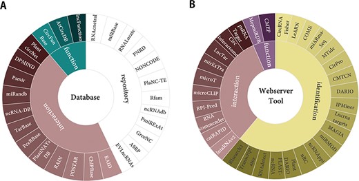 Plant ncRNAs research resources. (A) The 27 popular databases of ncRNAs. (B) The 31 useful webservers and tools of ncRNAs.