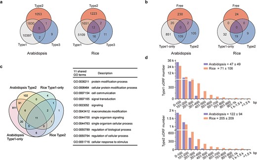 Characterization of uORFs in Arabidopsis and rice. (a) Venn diagram of uORF-containing genes with different uORF types. (b) Venn diagram of enriched GO terms of uORF-free-, Type1-only- and Type2- uORF-containing genes in Arabidopsis and rice. GO terms of P < 0.05 are used. (c) Venn diagram to show GO terms shared in Arabidopsis and rice uORF-containing genes. 51 out of 57 enriched GO terms of rice uORF-containing genes are also found in Arabidopsis. Eleven GO terms enriched in both Type1-only and Type2 uORF-containing genes of Arabidopsis and rice are detailed in the table. (d) Length distribution of Type1 and Type2 uORFs. Insert number shows Mean ± SD of uORF length (bp). The representative gene models of Arabidopsis reference accession Col-0 and rice reference cultivar Nipponbare are used for analysis.
